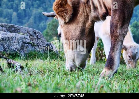 Kaukasische Rinder auf dem Hintergrund der Almen. Porträts von Kühen und Färsen Stockfoto