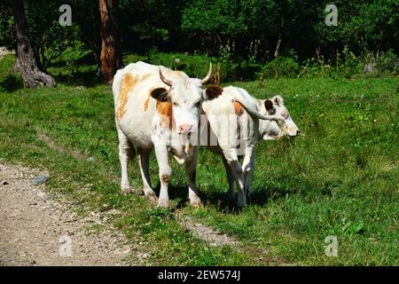 Kaukasische Rinder auf dem Hintergrund der Almen. Porträts von Kühen und Färsen Stockfoto