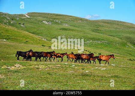 Eine Herde halbwilder Pferde im Kaukasus. Im Äußeren der Pferde sind sichtbare Zeichen der Rasse, zum Beispiel Kabarda (Hochland Reitpferd). Stockfoto