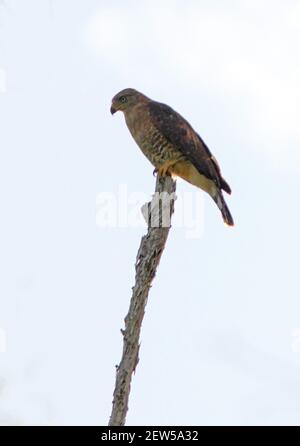 Der südliche Schlangenadler (Circaetus fasciolatus), ein Erwachsener, der auf dem toten Schnecken Arabuko-Sokoke Forest (Kenia) thront November Stockfoto