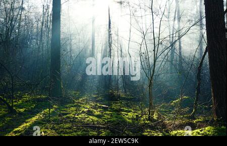 Sonnenstrahlen leuchten im Laubwald und beleuchten das Moos. Es ist früh am Morgen mit noch etwas Nebel in der Luft Stockfoto