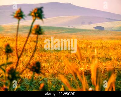 LÄNDLICHE LANDSCHAFT SOMMER.Zwischen Apulien und Basilicata: Landschaft mit Kornfeld im Schatten von Wolken.ITALIEN Stockfoto