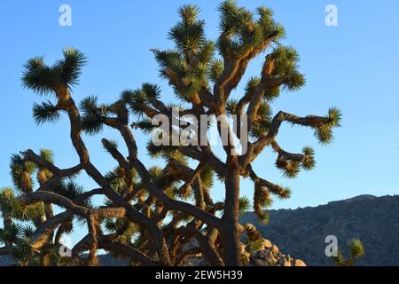 Massiver joshua-Baum gegen blauen Himmel am Joshua-Baum Nationalpark in Kalifornien Stockfoto