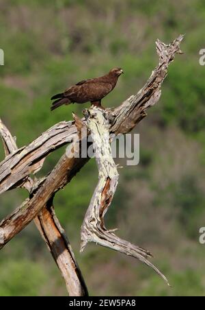 Wahlberg's Eagle (Aquila wahlbergi) Erwachsener steht auf dem toten Baum Tsavo West NP, Kenia November Stockfoto