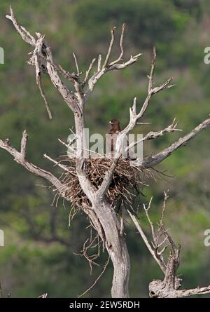 Wahlberg's Eagle (Aquila wahlbergi) Erwachsener steht auf Nest Tsavo West NP, Kenia November Stockfoto