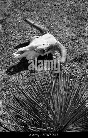 Der getrocknete Schädel einer Kuh oder steuern auf einer Rinderfarm in Stonewall, Texas. Stockfoto