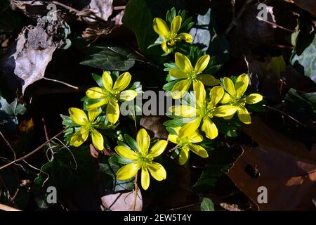 Camas, Winterling, Eranthis hyemalis, téltemető Stockfoto