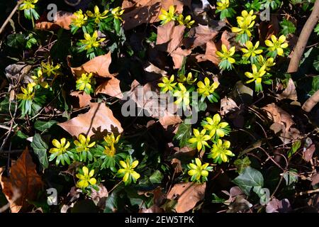 Camas, Winterling, Eranthis hyemalis, téltemető Stockfoto