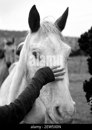 Eine Frau stitet ein weißes Pferd auf einer Ranch im Norden von New Mexico. Stockfoto