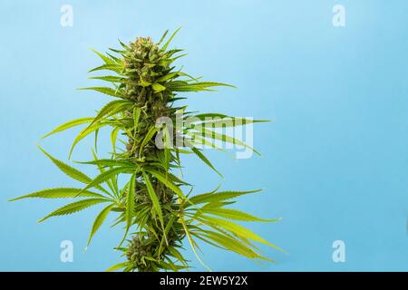 Nahaufnahme Knospe Marihuana Karamell auf blauem Hintergrund mit Platz für Text Stockfoto