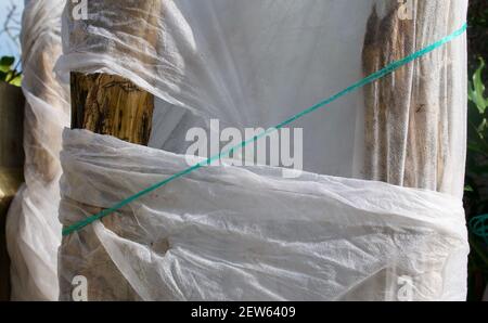 Bananenbäume gewickelt und gebunden für den Winter zu schützen Gegen Frost Stockfoto