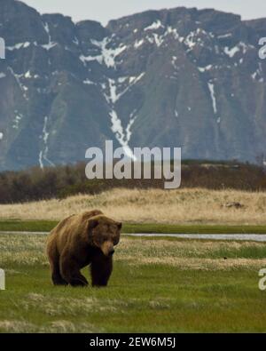 Alaskan Braunbär Futter für Nahrung im frühen Frühjahr, in Alaska Katmai National Park. Stockfoto