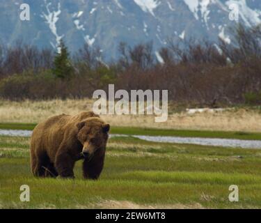 Alaskan Braunbär Futter für Nahrung im frühen Frühjahr, in Alaska Katmai National Park. Stockfoto