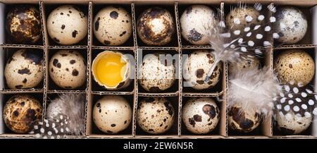Wachteleier, Wachteldotter und Federn im Karton. Draufsicht, Baneer für Website. Stockfoto