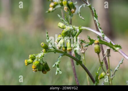 Nahaufnahme von Erdselpflanzen (senecio vulgaris) Stockfoto