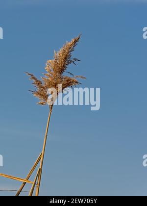 Schilfpflaume an einem sonnigen Tag auf einem blauen Himmel Hintergrund - Phragmites Stockfoto