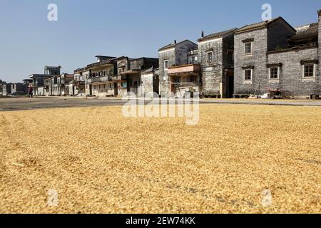 Vor dem Dorf Jinjiangli, in der Nähe der Stadt Chikan, Kaiping, China, wird kürzlich geernteter Reis zum Trocknen ausgelegt. Jinjiangli ist die Heimat von Ruishi lou Stockfoto