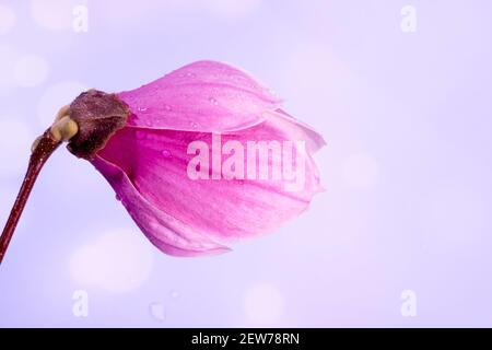 Nahaufnahme von Regentropfen auf einer großen Magnolienblume, selektiver Fokus. Hellviolettes Bokeh verschwommener Hintergrund. Hochwertige Fotos Stockfoto