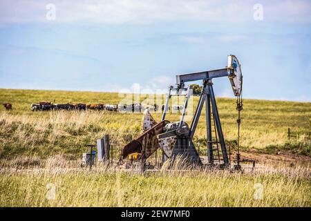 Arbeitspumpenheber an Öl oder Gas weit außen hinein Weide mit einer Herde Kühe im Hintergrund - Selektiver Fokus auf gut Stockfoto