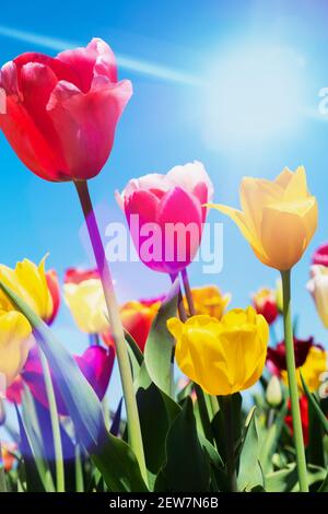Gelbe und rote Tulpen mit Sonnenstrahlen und Fackeln Ein wolkenloser Sommertag Stockfoto