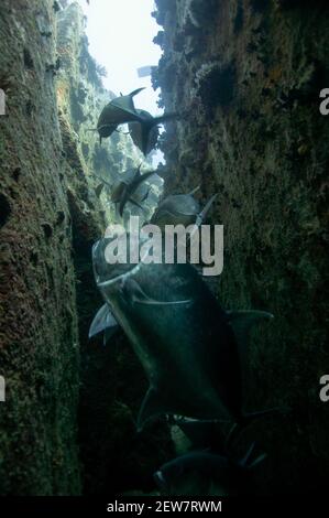 Schule von Giant Trevally, Caranx ignobilis, im Inneren des Riffs. Seychellen Stockfoto