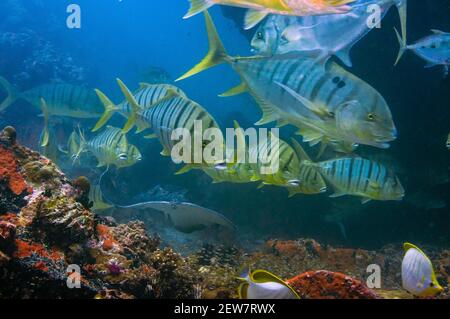 Schwimmen tropischer gelber Fisch Golden Trevally, Gnathanodon speciosus, Seychellen. Stockfoto