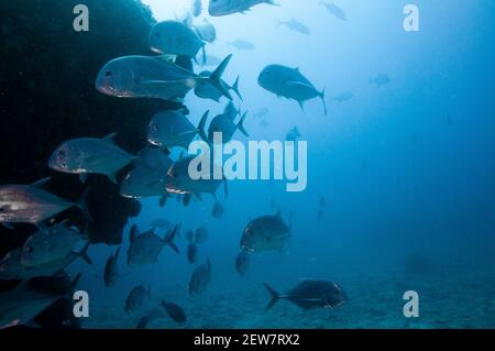 Giant Trevally, Caranx ignobilis, schwimmt um das Riff herum. Seychellen Stockfoto