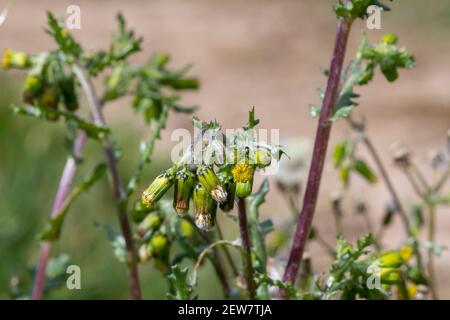 Nahaufnahme von Erdselpflanzen (senecio vulgaris) Stockfoto