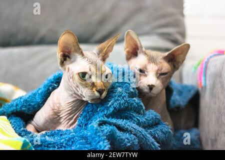 Zwei kahle Kanadische Sphynx Katzen liegen auf der Couch unter einem blauen Plaid. Hauskatzen in gemütlicher Atmosphäre. Glatze Katze mit grünen Augen im Fokus. Stockfoto