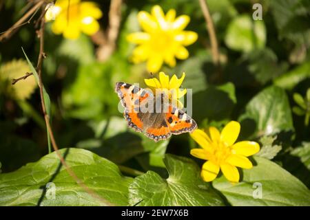 Ein kleiner Schildpatt-Schmetterling, Aglais urticae, ruht auf einer kleineren Celandine Blume, Ficaria verna, im Februar Sonnenschein. North Dorset England GB Stockfoto