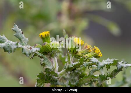 Makroaufnahme einer Gemeine Grosselpflanze (senecio vulgaris) Stockfoto