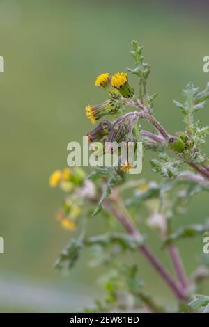 Makroaufnahme einer Gemeine Grosselpflanze (senecio vulgaris) Stockfoto