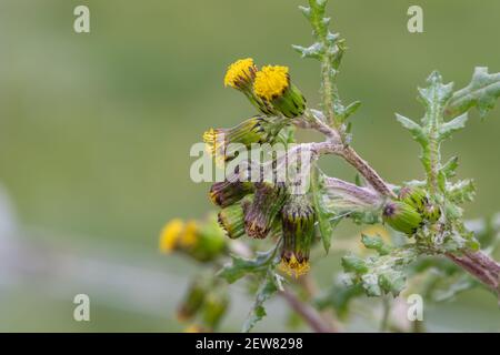 Makroaufnahme einer Gemeine Grosselpflanze (senecio vulgaris) Stockfoto