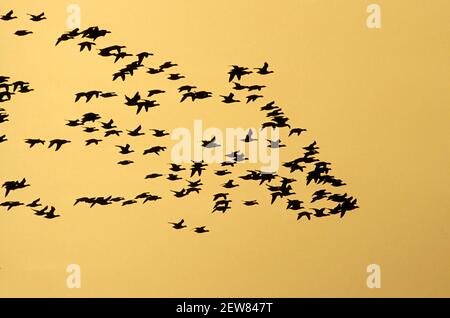 Brent Flock Flugmuster gegen gelben Himmel während Herbstzug Stockfoto