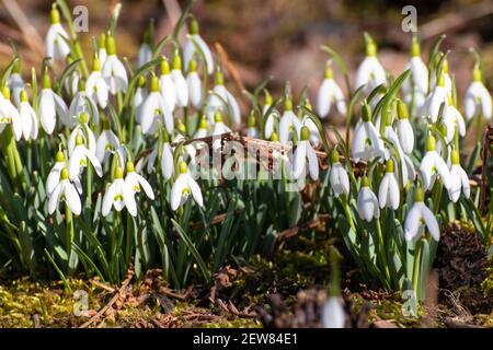 Galanthus nivalis, der Schneeglöckchen Stockfoto