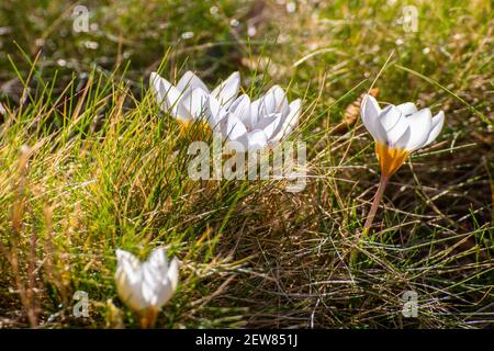 Crocus vernus subsp. Albiflorus, die weiße Blume Krokus Stockfoto