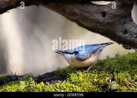 Eurasischer Nuthatch (Sitta europaea) oder Holznuthatch Stockfoto