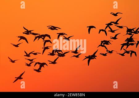 Brent Flock Flug landschaftlich gegen orange Himmel Stockfoto