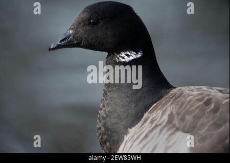 Nahaufnahme der Brentgans Stockfoto