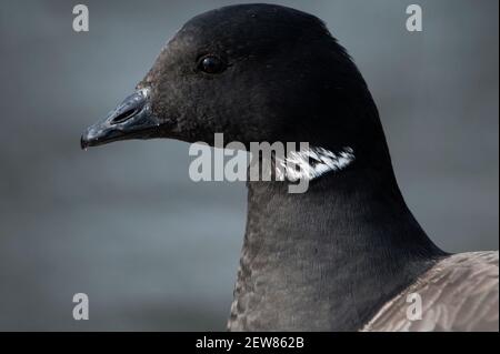 Nahaufnahme der Brentgans Stockfoto