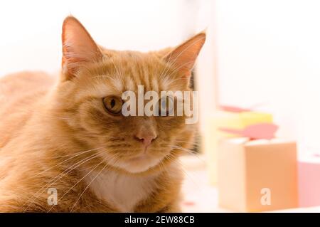 Flauschige Hauskatze. Rote Katze zu Hause ruhen. Rote Katze liegt auf dem Sofa Stockfoto