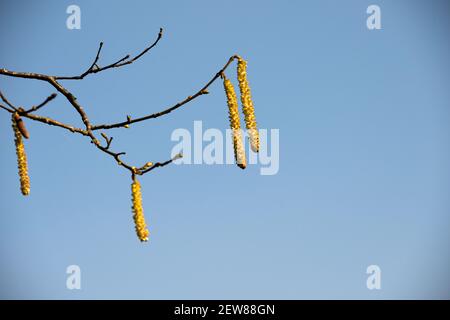 Reife Hasel Kätzchen gegen einen blauen Himmel auf einem sonnigen Winter mittags Stockfoto