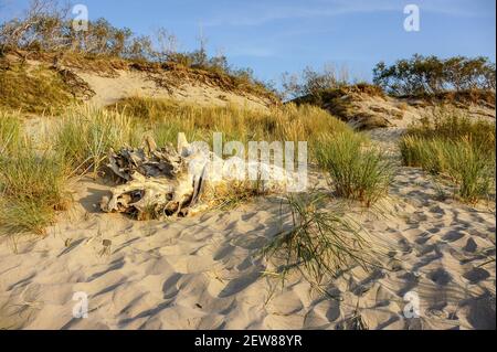 Ein alter Baum im Sonnenuntergang. Trocken schönes Treibholz auf dem Meer Sand. Ein ausgefallener alter Baumstamm. Stockfoto