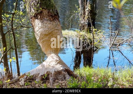 Ein Baumstamm mit Biberpfad. Ein Biber kaute auf einem Baum am Fluss. Nagter Baumstamm auf dem Teich. Stockfoto