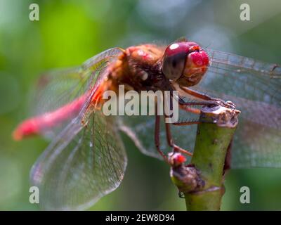 Makrofotografie einer Kardinalmadowhawk-Libelle, die auf einem Rosenzweig in einem Garten im zentralen Andengebirge Kolumbiens ruht. Stockfoto