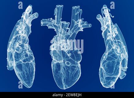 Herz, Ventrikel, menschliche Anatomie, Herzventrikel. Menschlicher Körper, Abschnitt. Röntgenansicht. HUD. Fortschrittliche Wissenschaftliche Geräte. Hologramm. Scanner. 3D Rendern Stockfoto