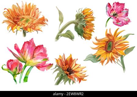 Set von Aquarell-Sonnenblumen und Tulpenblüten isoliert auf weiß. Hochwertige Fotos Stockfoto