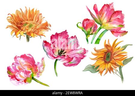 Set von Aquarell-Sonnenblumen und Tulpenblüten isoliert auf weiß. Hochwertige Fotos Stockfoto
