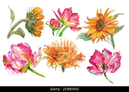 Set von Aquarell-Sonnenblumen und Tulpenblüten isoliert auf weiß. Hochwertige Fotos Stockfoto