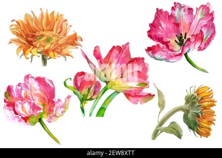 Set von Aquarell-Sonnenblumen und Tulpenblüten isoliert auf weiß. Hochwertige Fotos Stockfoto